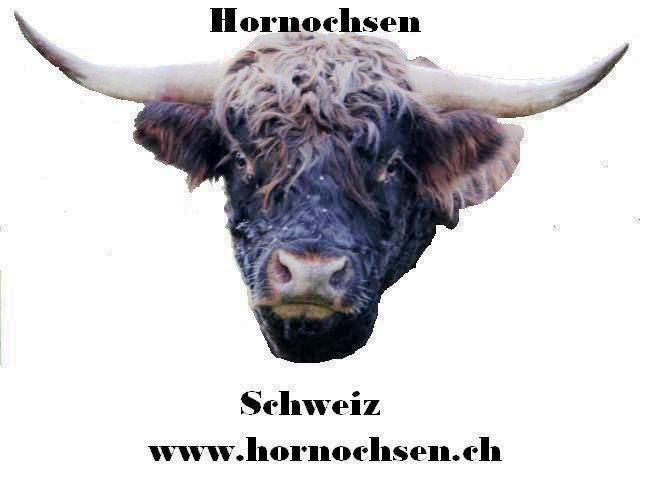 Hornochsen Schweiz.JPG